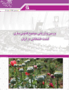 بررسی و ارزیابی موضوع قانونی سازی کشت خشخاش در ایران